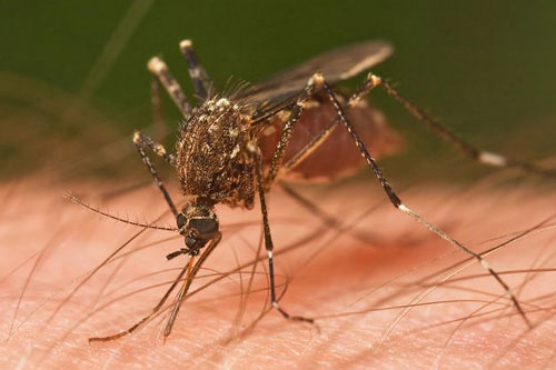mosquito-bites