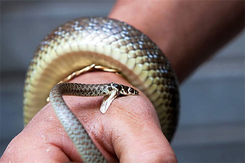 snake-bites